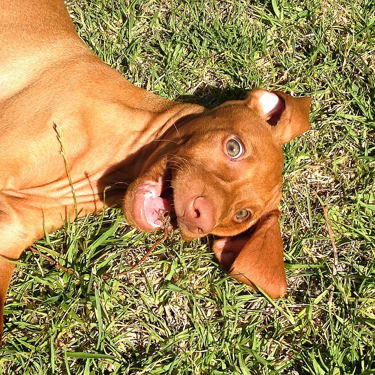 silly puppy~Finn silly puppy~Finn