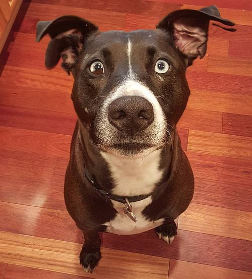 Niko the 3 eared wonder dog ~ Niko the 3 eared wonder dog ~