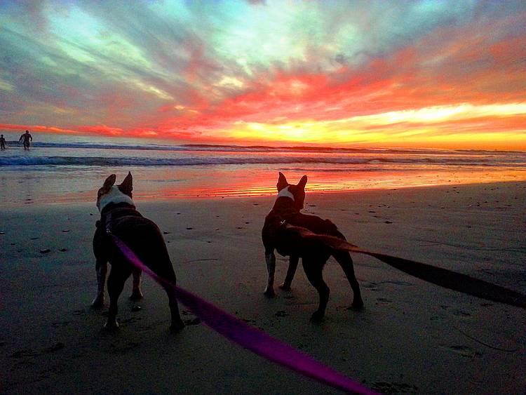 Skip & Trix enjoying a beach sunset ~ Skip & Trix enjoying a beach sunset ~