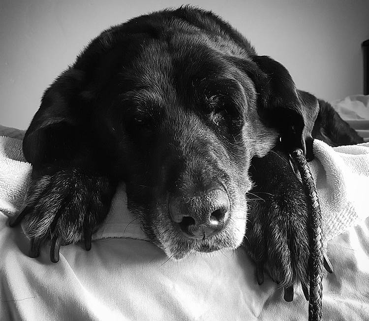 Sweet senior Trixie Sweet senior Trixie