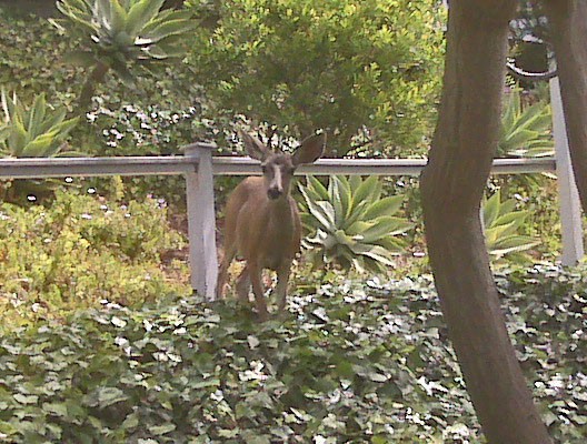Deer at client's backyard in Laguna Beach Deer at client's backyard in Laguna Beach