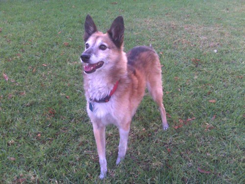 Kodi was a great little dog that took me months to rescue from my mom's neighborhood 12 yrs ago. Sadly we lost him to an accident last year Kodi was a great little dog that took me months to rescue from my mom's neighborhood 12 yrs ago. Sadly we lost him to an accident last year
