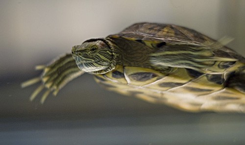 Yertle the turtle Yertle the turtle