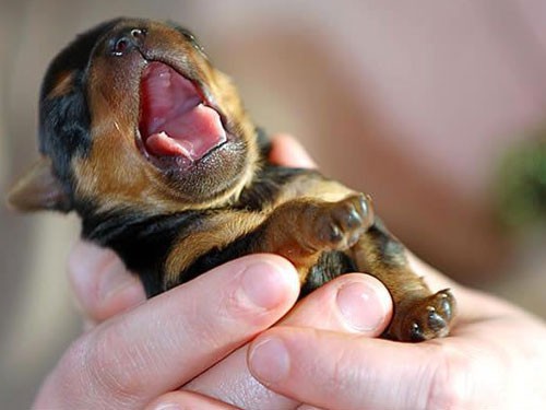 Newborn puppy Newborn puppy