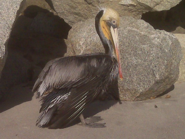 I captured this sick guy and had the shelter get him to the bird sanctuary in Huntington Beach I captured this sick guy and had the shelter get him to the bird sanctuary in Huntington Beach