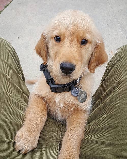 Puppy love ~ Marley Puppy love ~ Marley