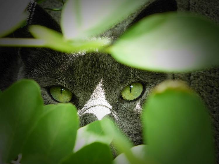 neighbor kitty neighbor kitty