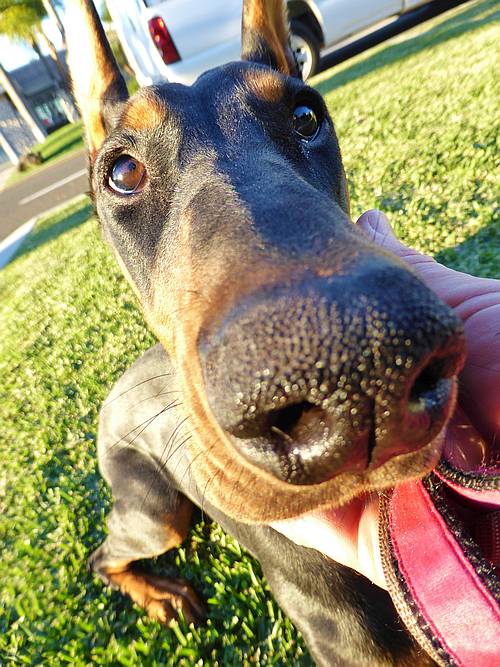 sweet puppy Bling ~ sweet puppy Bling ~