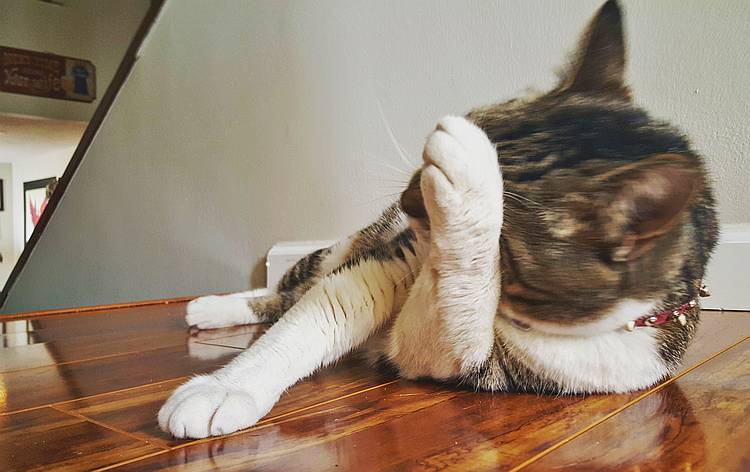 no photos please ~ no photos please ~
