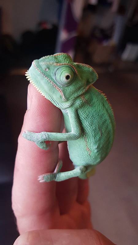 baby chameleon ~ baby chameleon ~