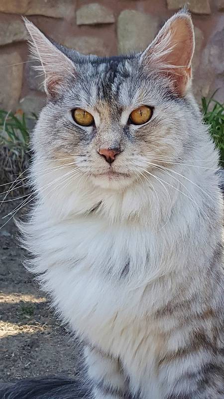 beautiful Maine Coon ~ beautiful Maine Coon ~