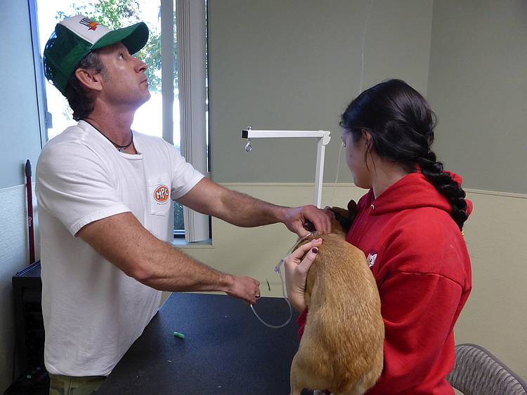administering subcutaneous fluids at Camp Bow Wow administering subcutaneous fluids at Camp Bow Wow