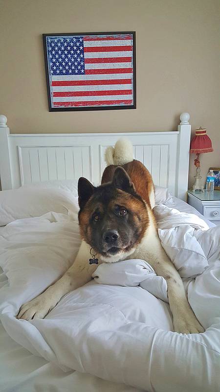a frisky and patriotic Barkley ~ a frisky and patriotic Barkley ~