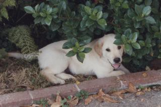 In memory of Petey, my Lab In memory of Petey, my Lab