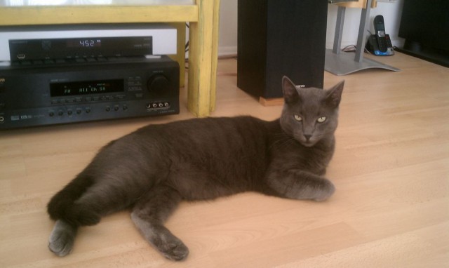 My buddy Samson pops in to chill whenever he feels like it My buddy Samson pops in to chill whenever he feels like it